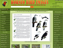 Tablet Screenshot of borneobirdimages.com